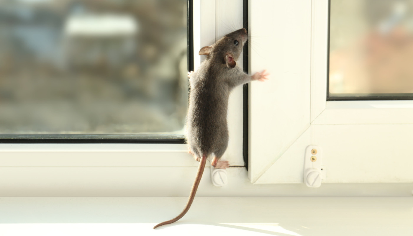 Sarthe : si vous avez des rongeurs dans votre maison, contactez cette entreprise !